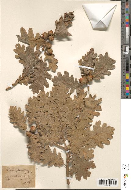 spécimen de Quercus pubescens