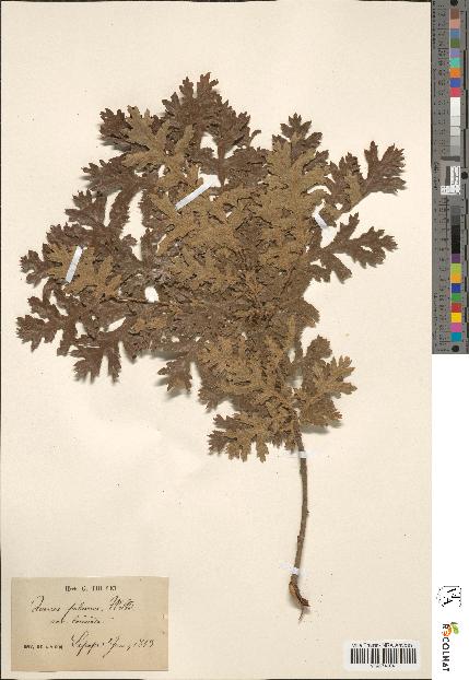 spécimen de Quercus pubescens