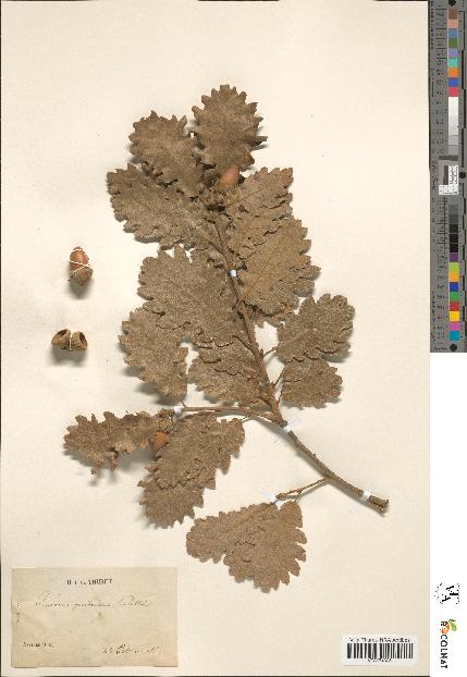 spécimen de Quercus pubescens