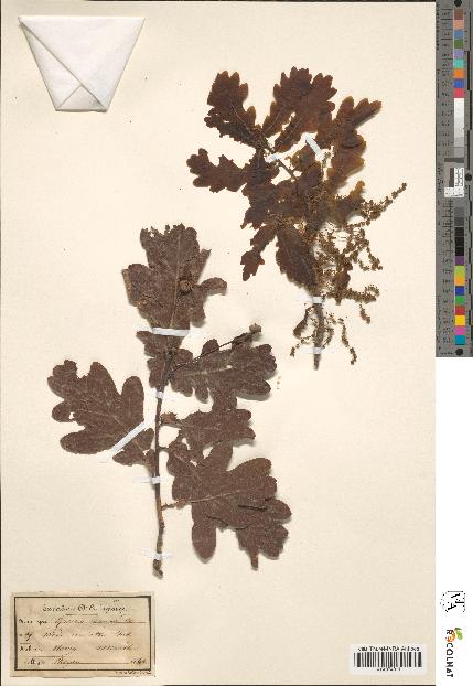spécimen de Quercus racemosa