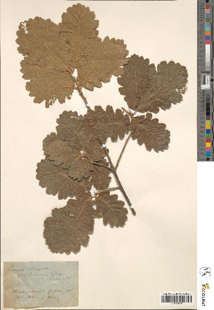 spécimen de Quercus lanuginosa
