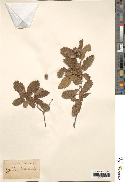 spécimen de Quercus lusitanica