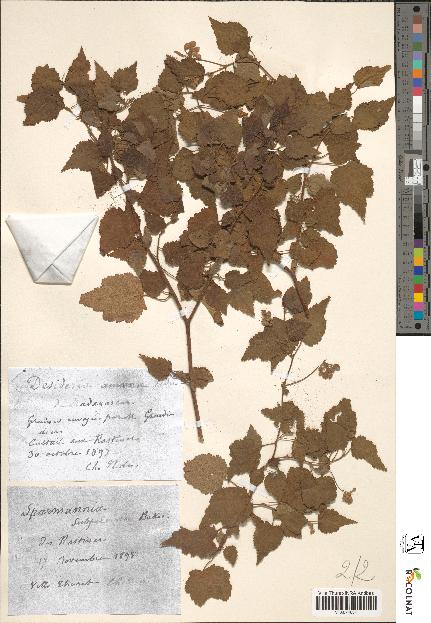 spécimen de Sparmannia subpalmata