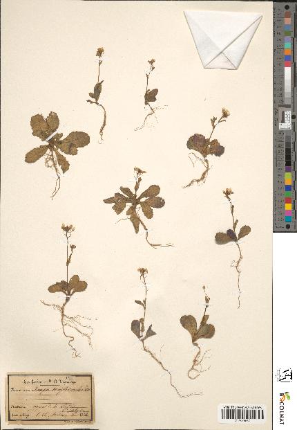 spécimen de Sinapis amplexicaulis