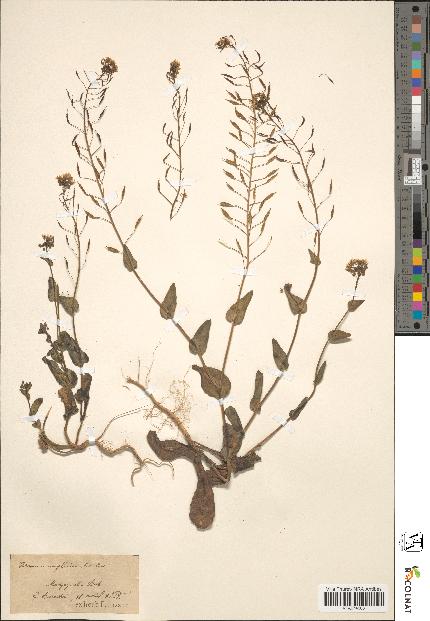 spécimen de Sinapis amplexicaulis
