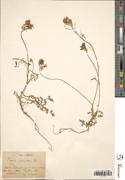 spécimen de Sinapis cheiranthos