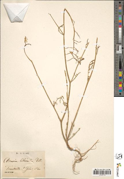 spécimen de Sinapis cheiranthos