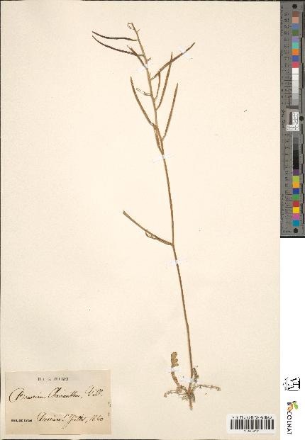 spécimen de Sinapis cheiranthos