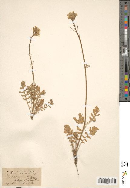 spécimen de Sinapis cheiranthos