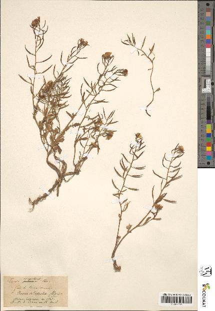 spécimen de Sinapis decumbens