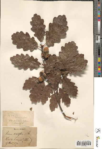 spécimen de Quercus sessiliflora
