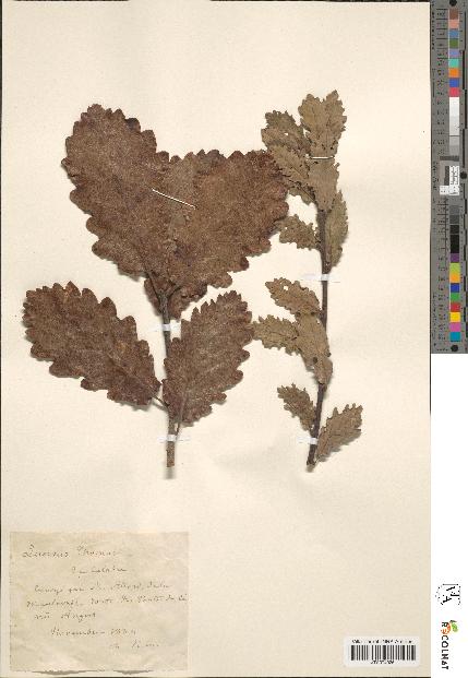 spécimen de Quercus thomasii