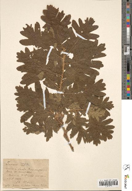 spécimen de Quercus toza
