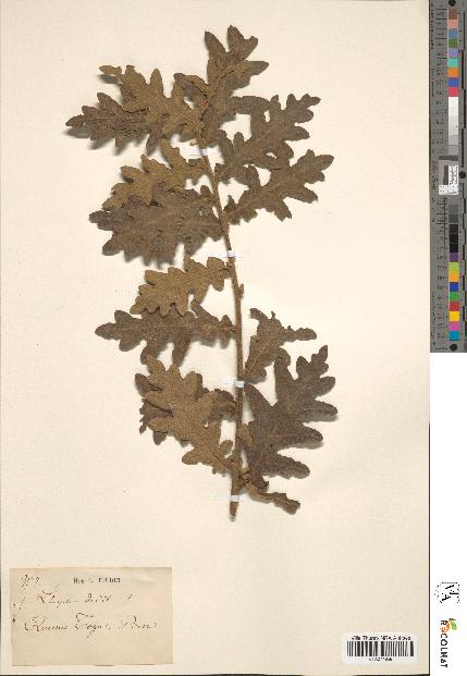 spécimen de Quercus toza