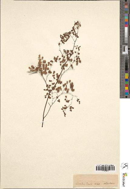 spécimen de Adiantum poiretii