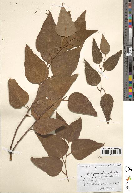 spécimen de Eucalyptus gomphocephala