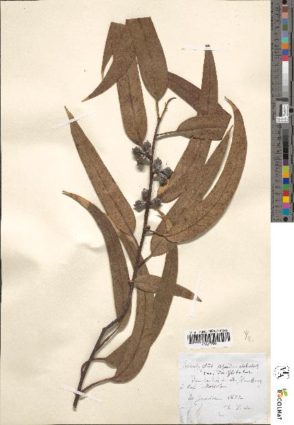 spécimen de Eucalyptus pseudoglobulus