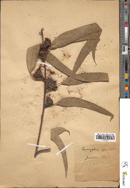 spécimen de Eucalyptus globulus