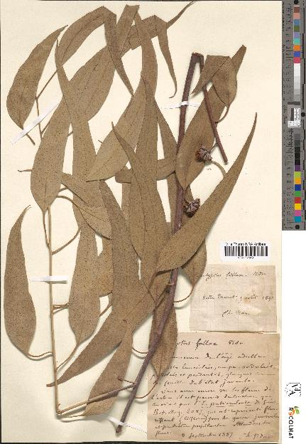spécimen de Eucalyptus fallax