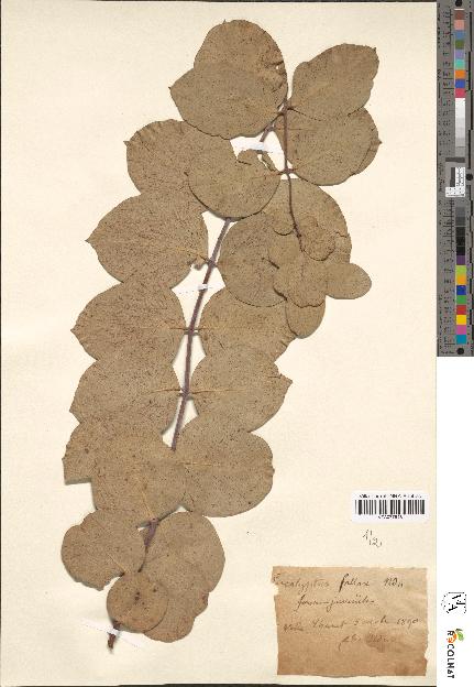 spécimen de Eucalyptus fallax