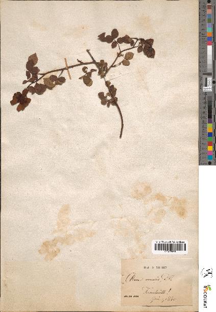 spécimen de Rosa arvensis