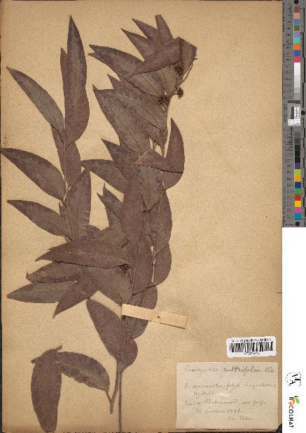 spécimen de Eucalyptus × cultrifolia