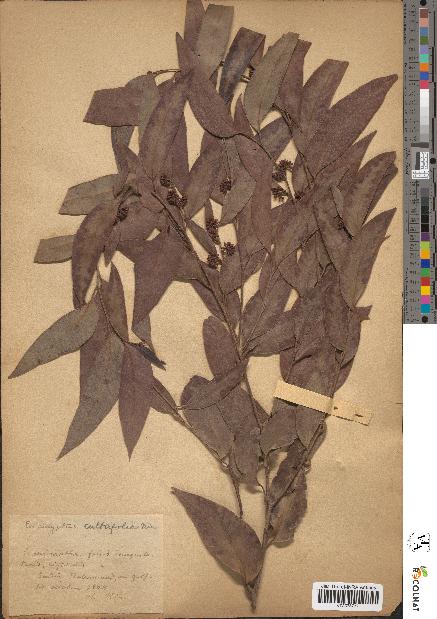 spécimen de Eucalyptus × cultrifolia