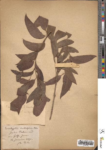 spécimen de Eucalyptus × cultrifolia