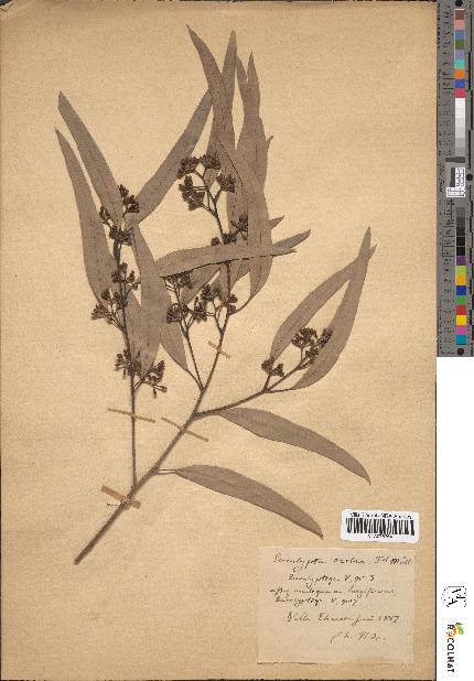 spécimen de Eucalyptus crebra