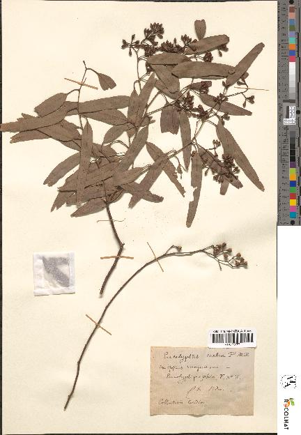 spécimen de Eucalyptus crebra