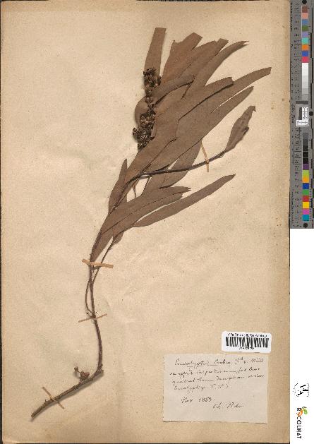 spécimen de Eucalyptus crebra