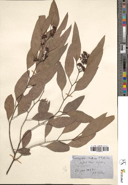 spécimen de Eucalyptus crebra