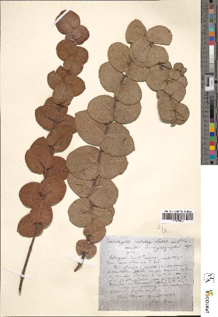 spécimen de Eucalyptus cordata