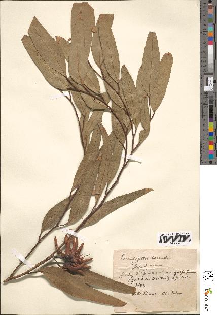 spécimen de Eucalyptus cornuta