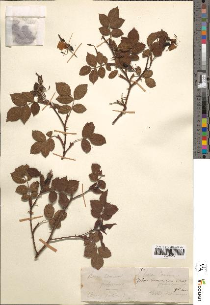spécimen de Rosa canina